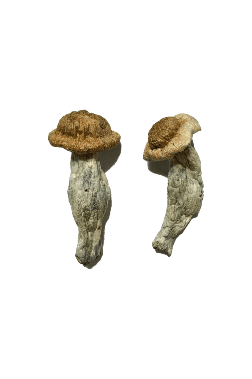 Buy Shepherd Penis Envy Magic Mushroom Spain