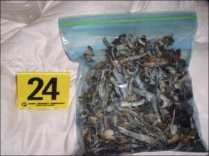 Golden Teacher Mushrooms