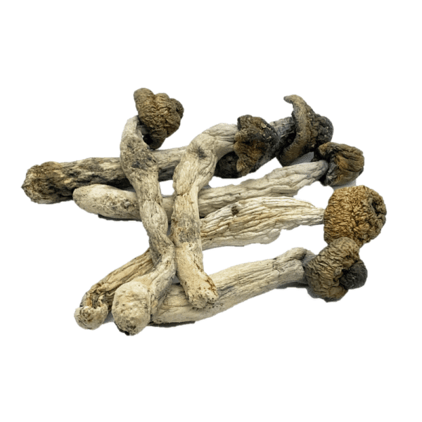 Buy Penis Envy Psilocybe Cubensis Online Spain