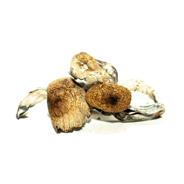 Buy Psilocybe Cubensis Spores Spain