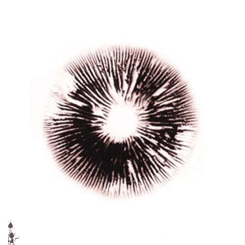 Cambodia Spore Print