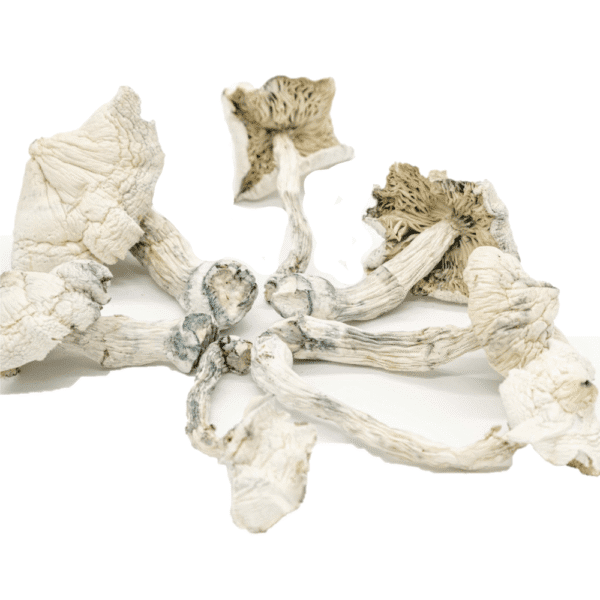 Buy Albino Cambodians Psilocybe Cubensis Spain
