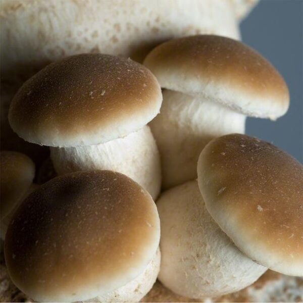 Agrocybe aegerita Culture Spain