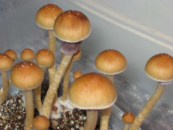Ecuador Cubensis