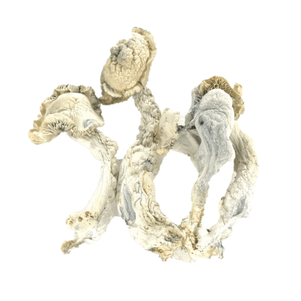 Buy True Albino Teacher Psilocybe Cubensis