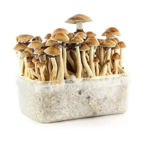 FreshMushroom Grow Kits Spain
