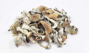 Albino Magic Mushroom Online