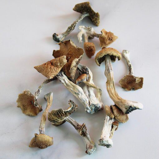 Golden Teacher Mushrooms