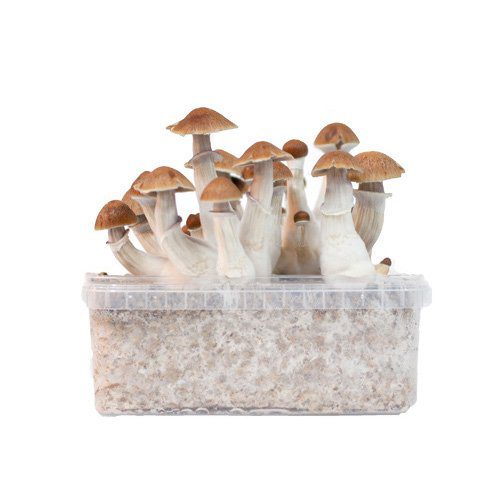 Grow Kit Golden Teachers España